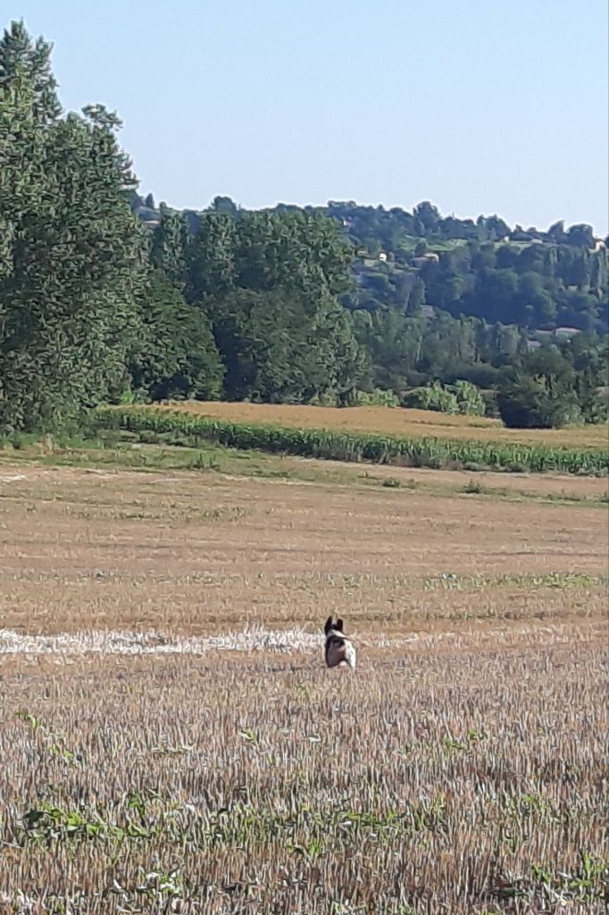 Publication : Des caprices de solmar Auteur : Isabelle