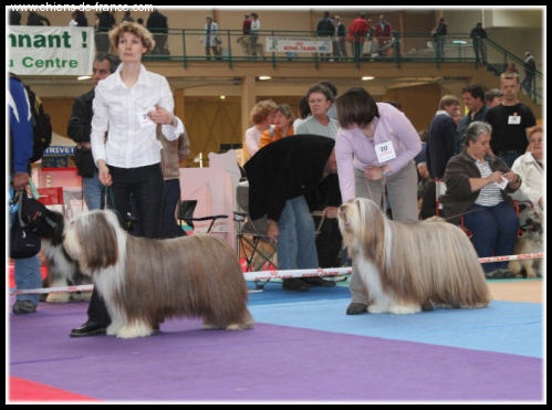 Pillywiggins Unic gold star - 1er Excellent - CACS - CACIB