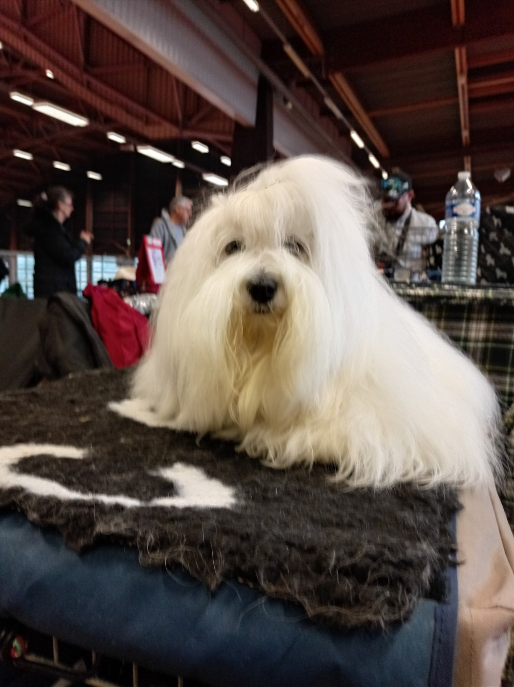 Victorine Pillywiggins - 1er Excellent - CACSJ - Meilleur Jeune