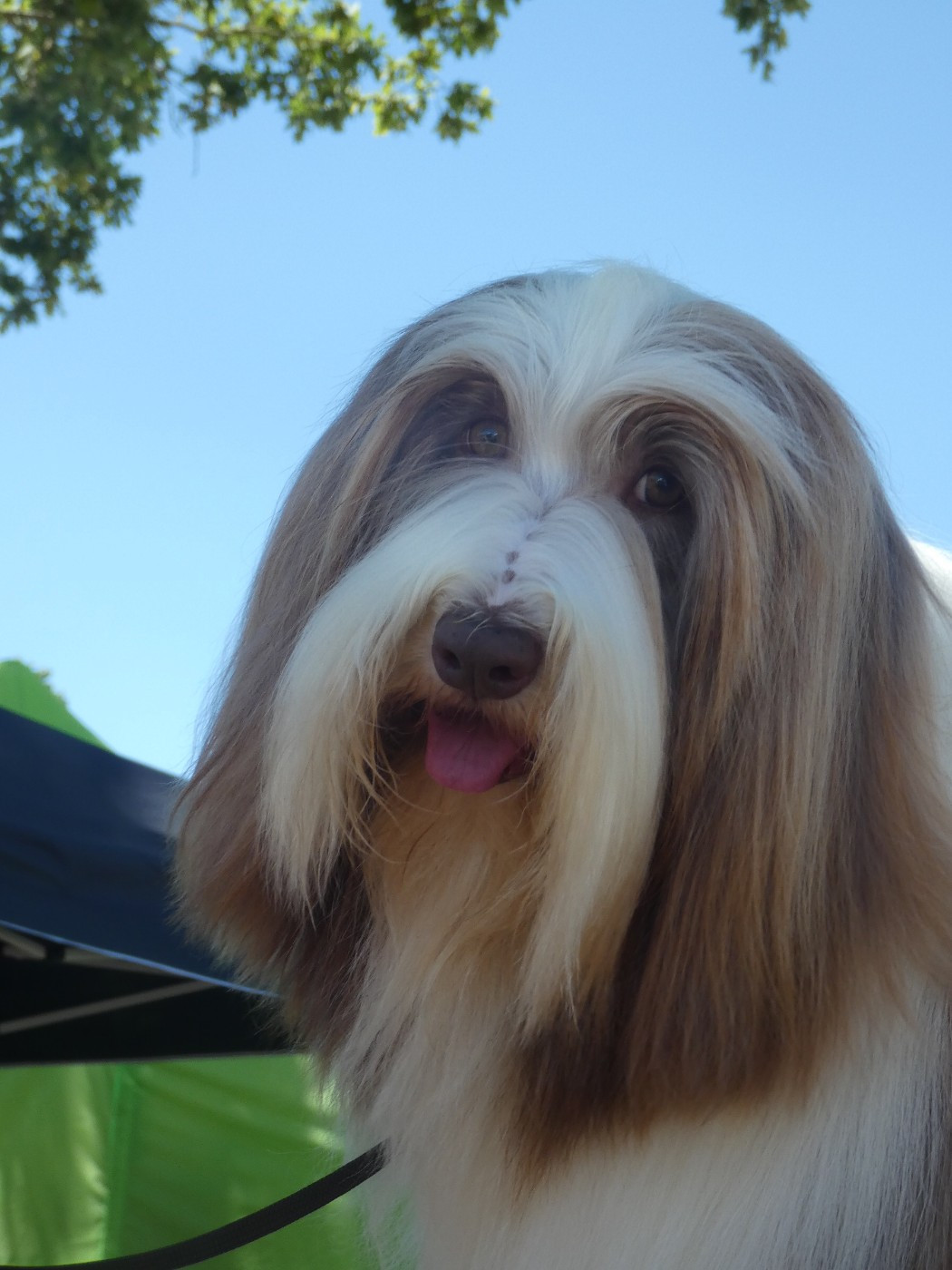 CH. Tinkerbell Pillywiggins - 1er Excellent