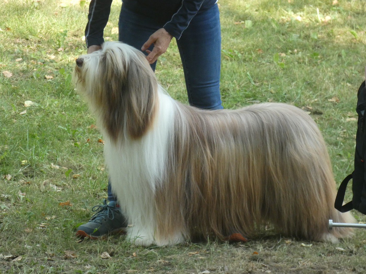 CH. Tinkerbell Pillywiggins - 1er Excellent - BOS