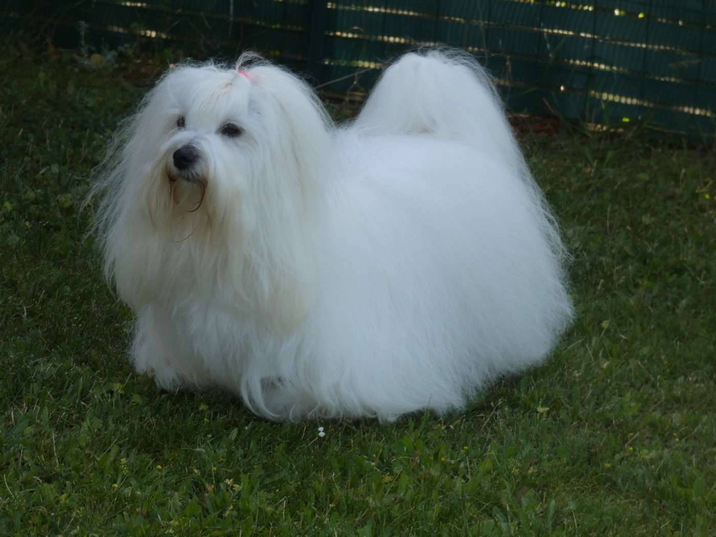 CH. Victorine Pillywiggins - 1er Excellent - CACS - BOB