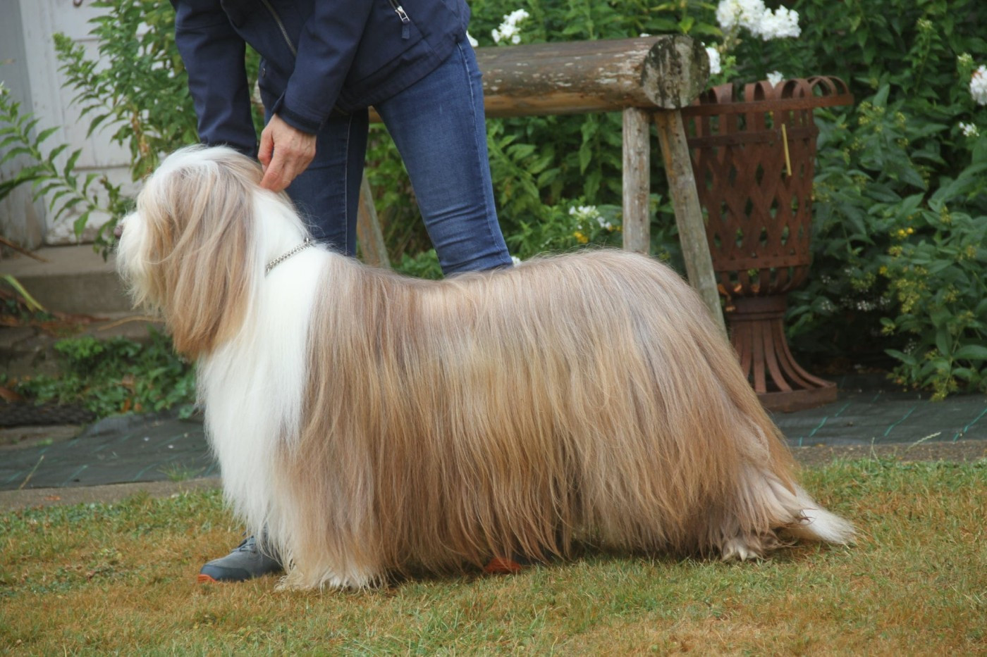 CH. Tinkerbell Pillywiggins - 1er Excellent - BOS