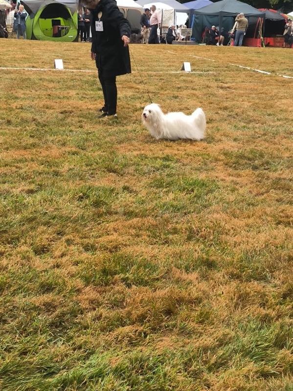 CH. Victorine Pillywiggins - 1er Excellent - CACS - BOB
