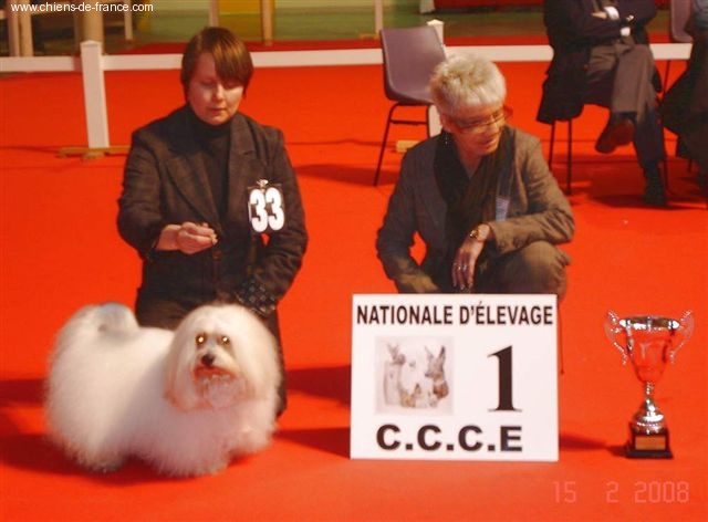 Pillywiggins Léo - 1er Excellent - BOB Vétéran ENE 2008