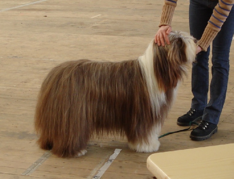 Pillywiggins Unic gold star - 1er Excellent - CACS - BOB