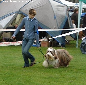 Pillywiggins Unic gold star - 2eme Excellent - RCACS