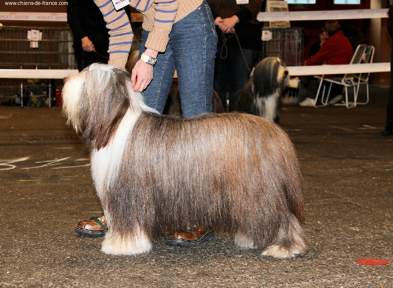 Pillywiggins Unic gold star - 1er Excellent-CACS - CACIB - BOB