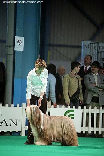 CH. Nougatine Des coteaux de baille vents - 1er Excellent - BOB Vétéran - 2eme BOG Vétéran du jour