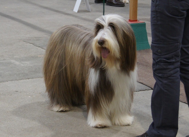 Pillywiggins Unic gold star - 1er Excellent-CACS-CACIB-BOB