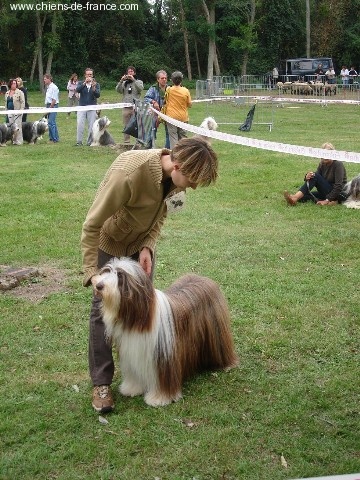 Pillywiggins Unic gold star - Excellent