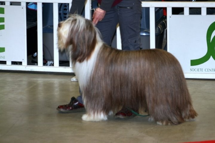 Pillywiggins Unic gold star - 2eme Excellent - RCACS