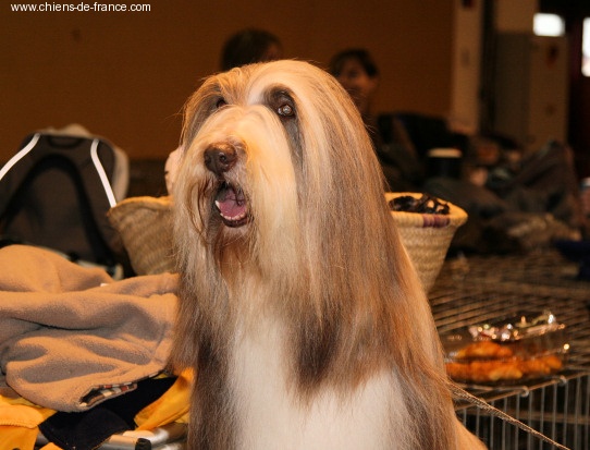 CH. Nougatine Des coteaux de baille vents - 1er excellent - BOB Vétéran - 2eme Vétéran de la journée