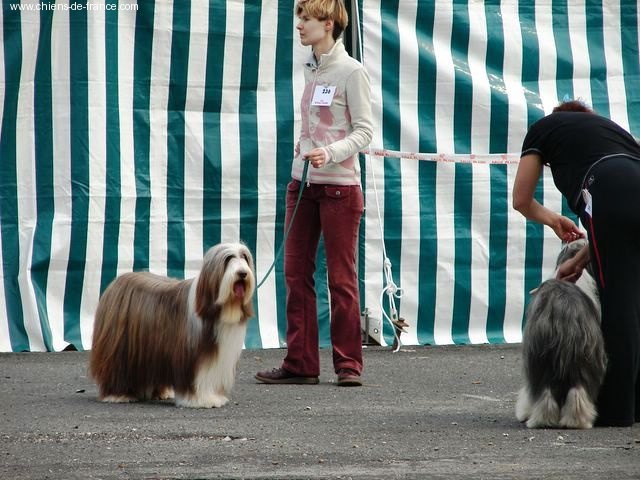 Pillywiggins Unic gold star - Excellent