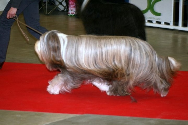 CH. Nougatine Des coteaux de baille vents - 1er Excellent - BOB Vétéran