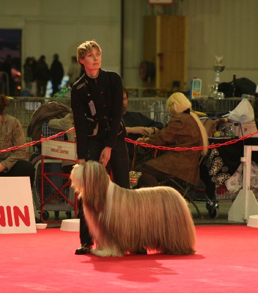 CH. Nougatine Des coteaux de baille vents - 1er Excellent - BOB Vétéran - Meilleur Vétéran du Jour