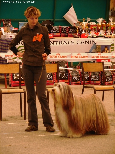 CH. Nougatine Des coteaux de baille vents - 1er Excellent Classe Vétéran Femelle