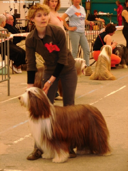 Pillywiggins Unic gold star - Excellent