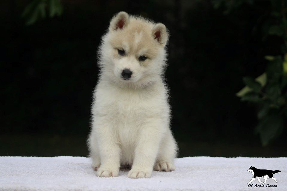 femelle collier rouge - Siberian Husky