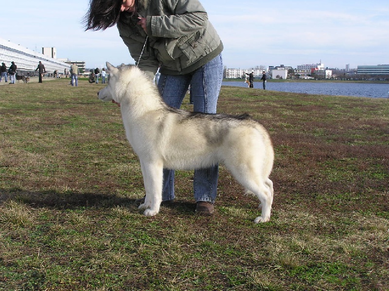 Calamity jane (dite maya) of Artic Ocean - 1° TB - Meilleure de race jeune