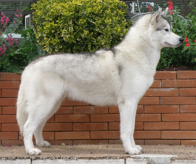 Calamity jane (dite maya) of Artic Ocean - 1° Excellent, CACS, CACIB !!