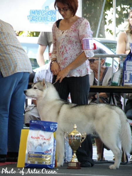 Calamity jane (dite maya) of Artic Ocean - 1° Excellent, CACS, Best of Breed, Best of Group et 5° du Best in Show !!