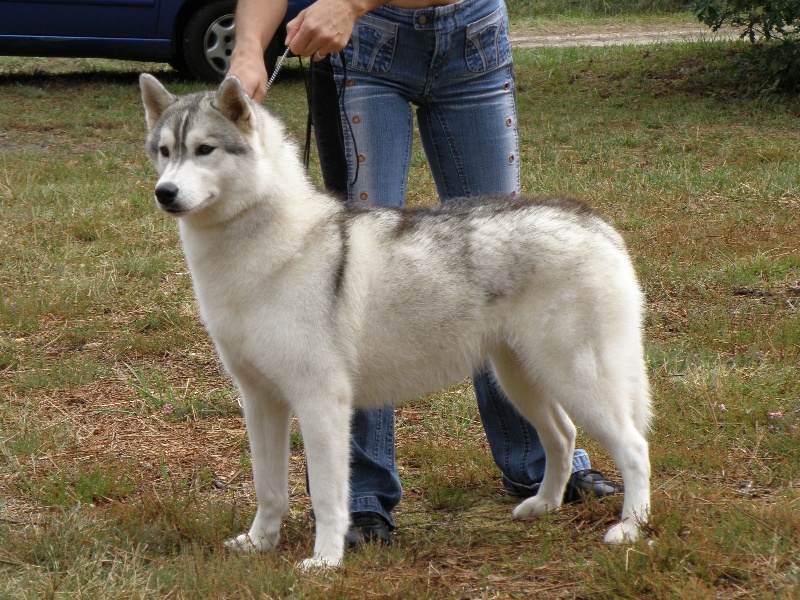 Calamity jane (dite maya) of Artic Ocean - 1° Excellent, CACS