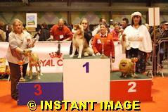 noble's Penny rg - Très Prometteur - BEST IN SHOW PUPPY