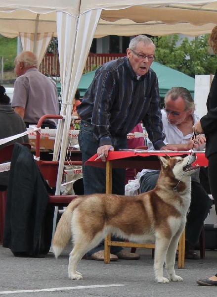 noble's Penny rg - 2° Excellent