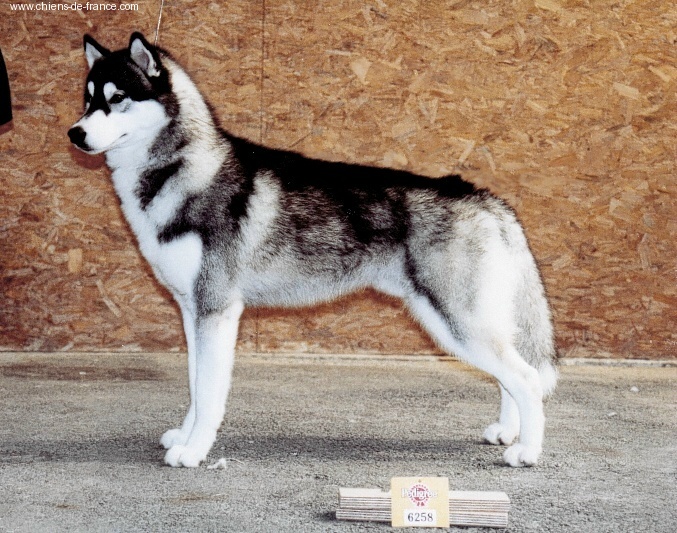 Un gars, une fille of Artic Ocean - Recommandé 1er choix