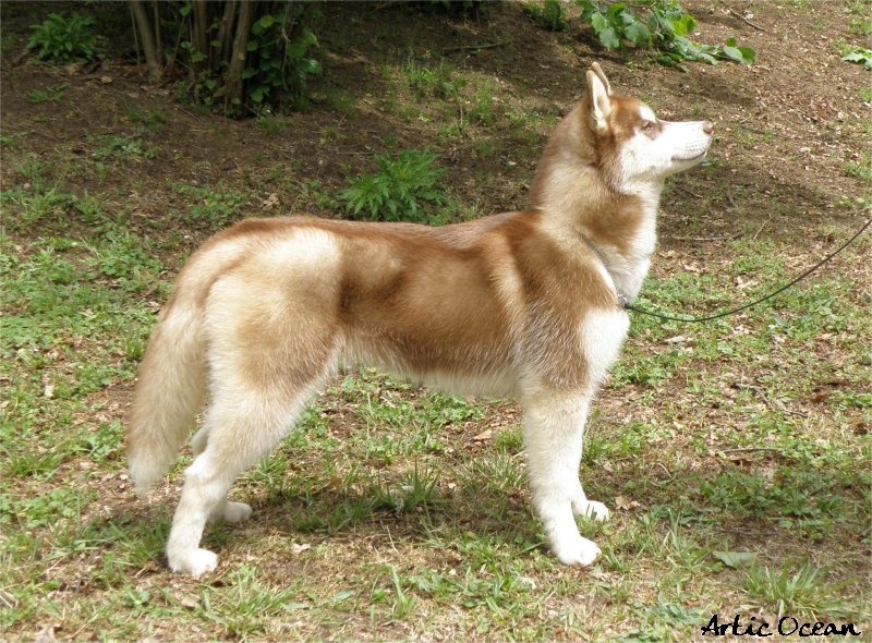 noble's Penny rg - Très Prometteur - BEST IN SHOW PUPPY