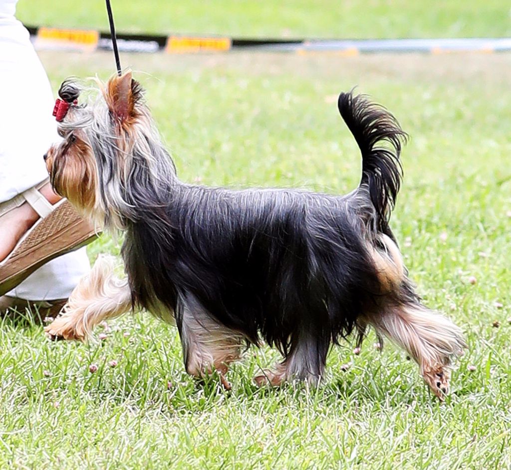 CH. Horfeo's Original wonderful jubilee man - 3 CCJ