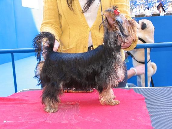 Horfeo's Handsome man - 1º TB Puppy class