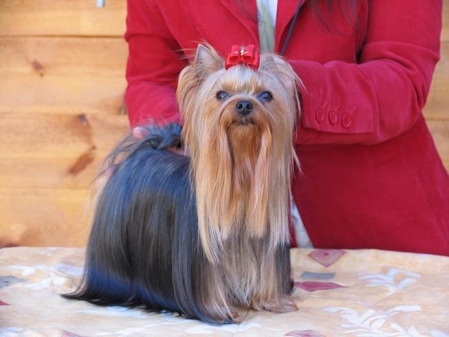 CH. Horfeo's Diosa de la Atlantida - Champion de la Suède et 2º Meuilleur femelle