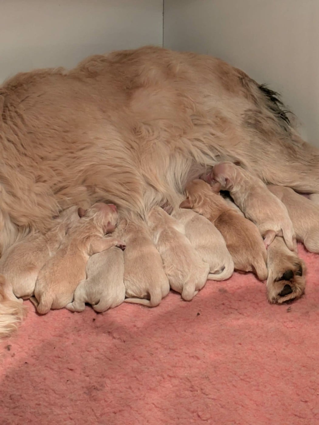 Golden Retriever - Peace & Plenty