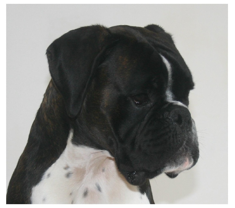 Publication : Del paradiso marino Auteur : Bernard Delhaye