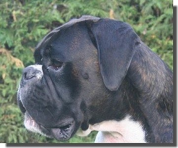 Publication : Del paradiso marino Auteur : Bernard Delhaye