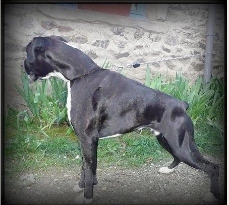 Publication : Del paradiso marino Auteur : Bernard Delhaye