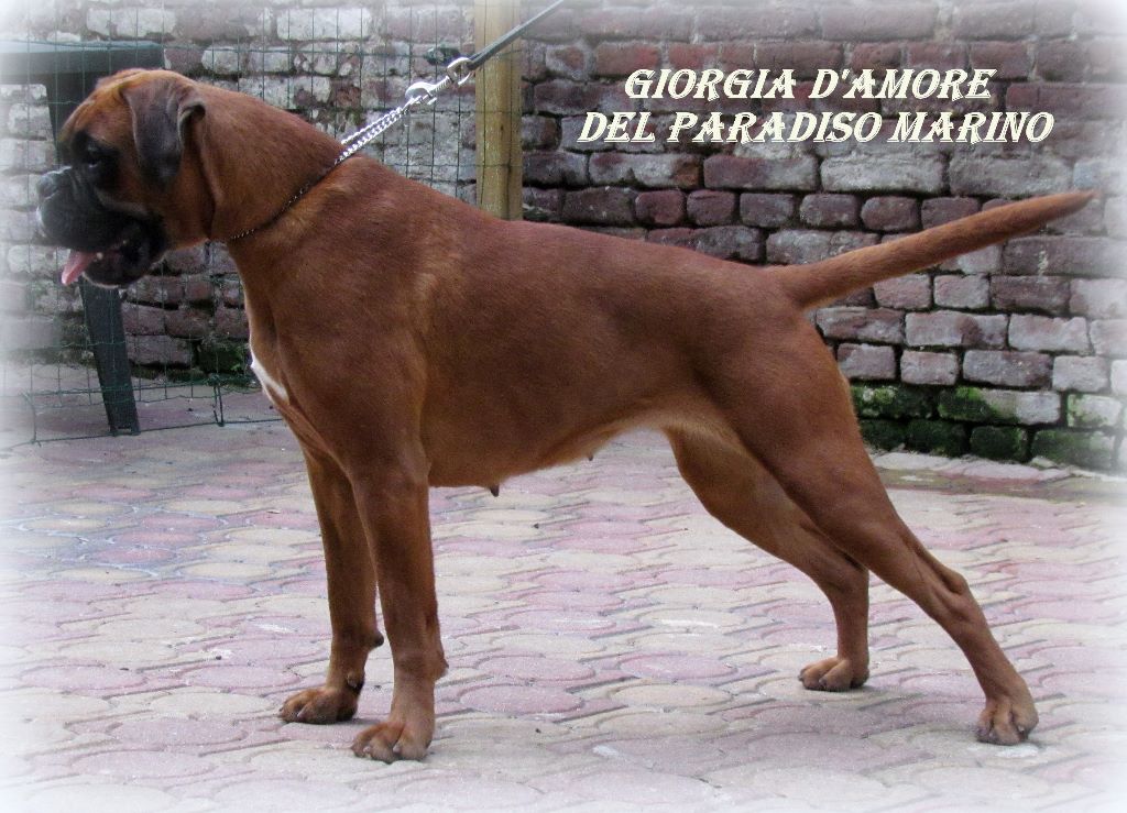 Giorgia d'amore Del paradiso marino - 3EXC ( 6ANS)
