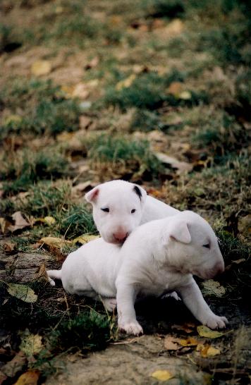 CH. Thud and cuddles That's all right