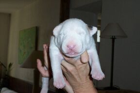 CH. Thud and cuddles That's all right