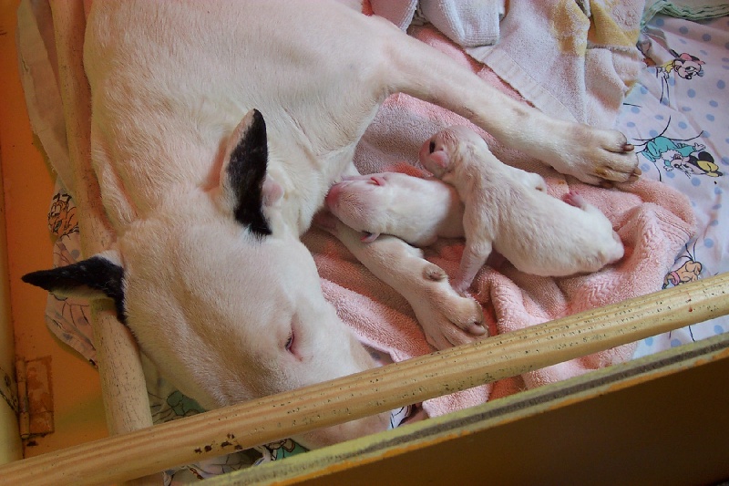 CH. Thud and cuddles That's all right