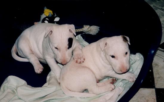 CH. Thud and cuddles That's all right