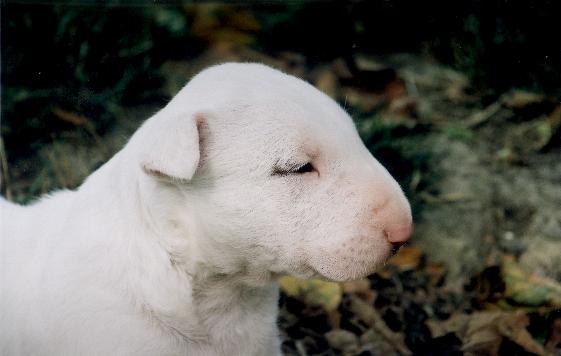 CH. Thud and cuddles That's all right