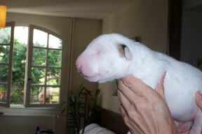 CH. Thud and cuddles That's all right