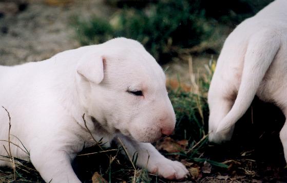 CH. Thud and cuddles That's all right