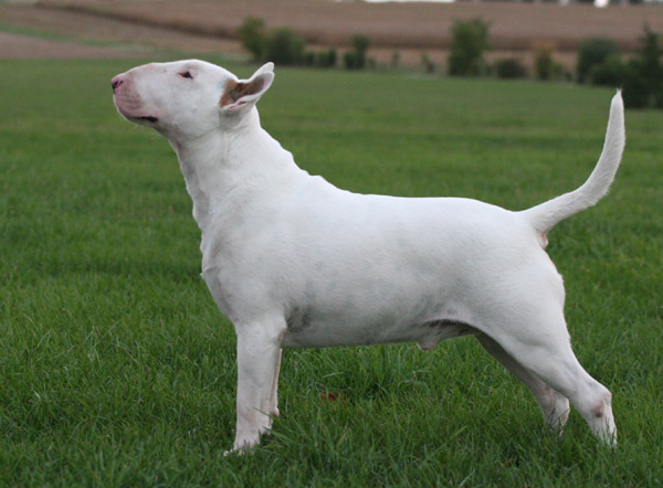 CH. Thud and cuddles That's all right