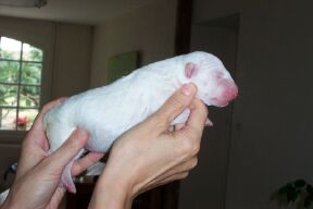 CH. Thud and cuddles That's all right