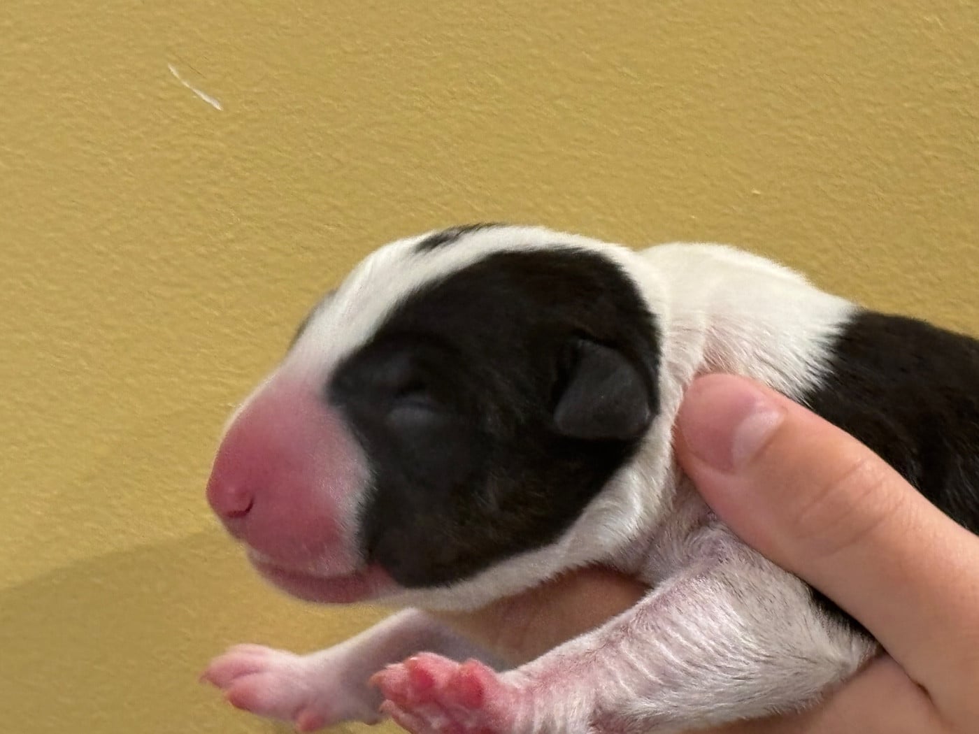 CHIOT 4 - Bull Terrier