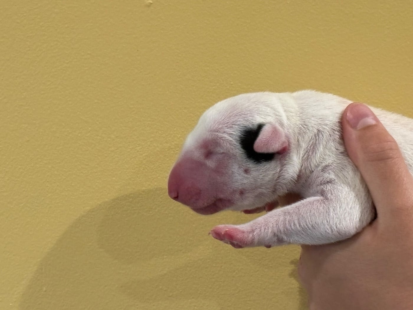 CHIOT 2